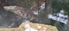 ZOO_Wroclaw_33