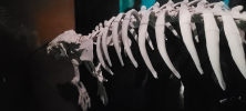 ZOO_Wroclaw_37