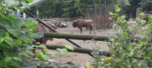 ZOO_Wroclaw_45