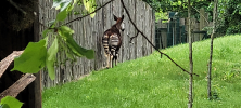 ZOO_Wroclaw_46