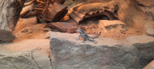 ZOO_Wroclaw_60