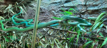 ZOO_Wroclaw_61