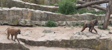 ZOO_Wroclaw_70