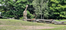 ZOO_Wroclaw_72