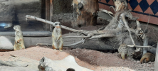 ZOO_Wroclaw_74