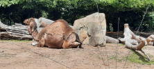 ZOO_Wroclaw_75